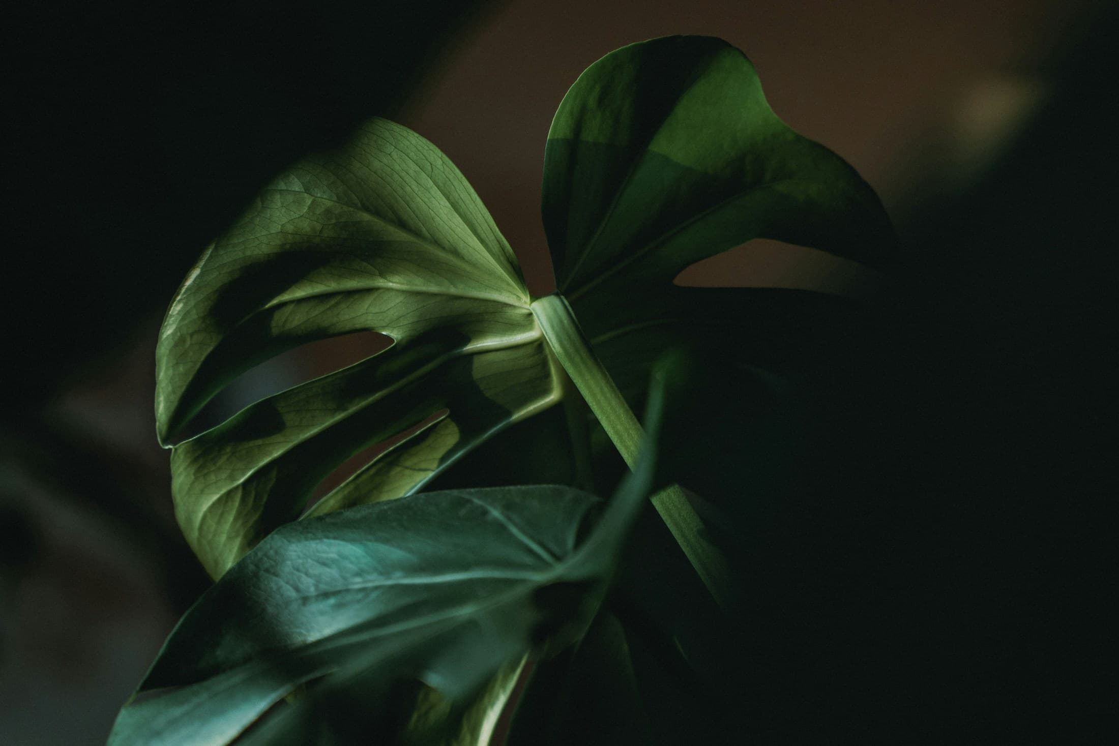Dramatic close-up of real monstera leaves in natural light.